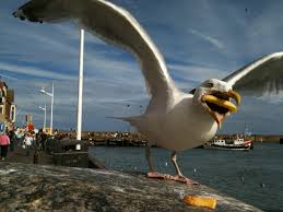 seagull