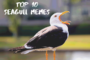 Sundays with Seagulls: Top 10 Seagull Memes